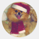 Search for pomeranian stickers Funny