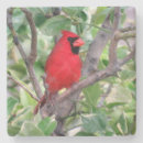 Search for backyard coasters Cardinal