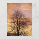 Search for orange sky postcards Nature