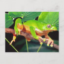 Search for treefrogs postcards Green
