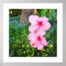 Search for hibiscus flower posters Tropical
