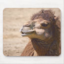 Search for camel mousepads Dromedary