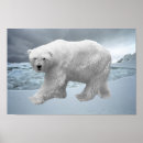 Search for cute polar bear art posters Wildlife