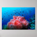 Search for sea life posters Tropical