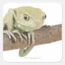 Search for toad picture Amphibian