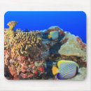 Search for angelfish electronics Colourful