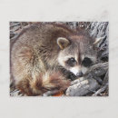 Search for cute raccoons postcards Nature