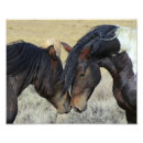 Search for quartering posters Stallion