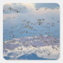 Search for migrating stickers Bird