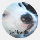 Search for white pitbull stickers Dog lover