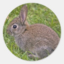 Search for wild rabbits stickers Baby