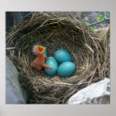 Search for bird egg posters Baby
