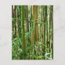 Search for bamboo postcards Green