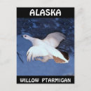 Search for willow postcards Alaska