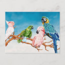Search for macaw parrot postcards Watercolor