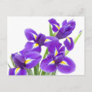 Search for purples postcards Colour