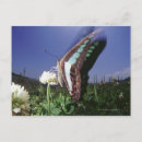 Search for flap postcards Wildlife