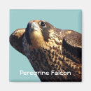 Search for falcon magnets Raptor