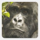 Search for mountain gorilla stickers Diurnal