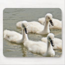 Search for young bird mousepads Birds
