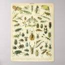 Search for insect posters Vintage