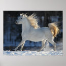 Search for horse breed art Running