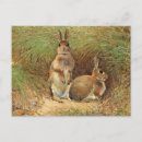 Search for rabbit painting postcards Nature