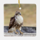 Search for tail christmas tree decorations Wildlife