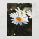 Search for green environment postcards Flower