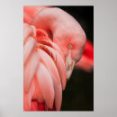 Search for bird photography Pink
