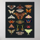 Search for moths art Cottagecore