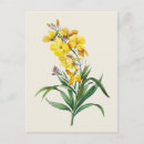 Search for wallflower Floral