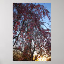 Search for bloom in spring posters Tree