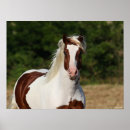 Search for haflinger posters Pinto