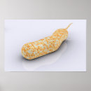 Search for microbiology posters Science