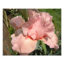 Search for bearded iris posters Nature
