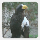 Search for pet bird stickers Animals