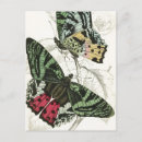 Search for butterfly garden postcards Insect