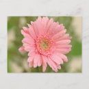 Search for gerbera postcards Daisies