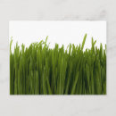 Search for sod Turf