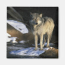 Search for canis magnets Usa