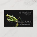 Search for prayed business cards Insect