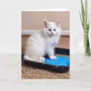 Search for mischievous cards Cat