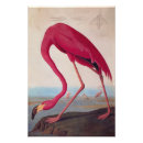 Search for antique flamingo posters Audubon
