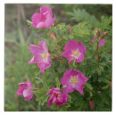 Search for wild rose tiles Roses