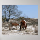 Search for island pony posters Wild horses