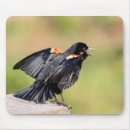 Search for singing bird electronics Animal