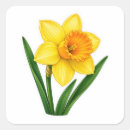 Search for spring daffodil stickers Beautiful