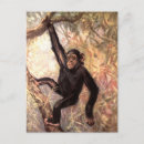 Search for chimpanzee postcards Primates
