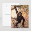 Search for chimpanzee postcards Primates